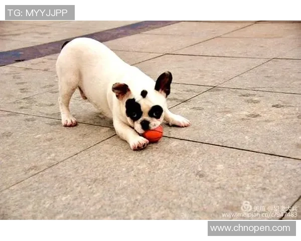 足球明星宠物大揭秘：他们最爱的动物伙伴都有哪些特点